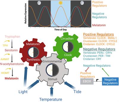The effects of artificial light at night (ALAN) on the circadian biology of marine animals